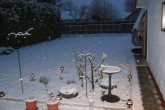 11AM backyard.jpg